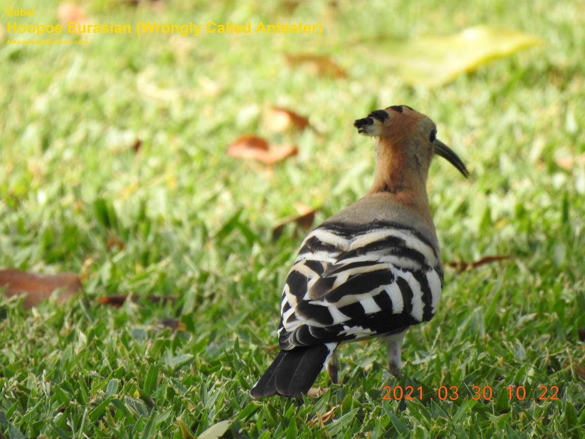 Hoopoe Eurasian (51) Coming Soon